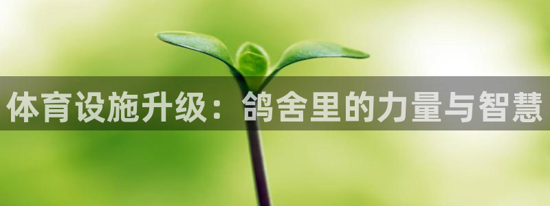 凯捷体育集团官网网址：体育设施升级：鸽舍里的力量与智慧